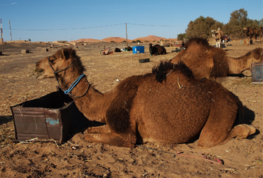 Erg Chebbi camels